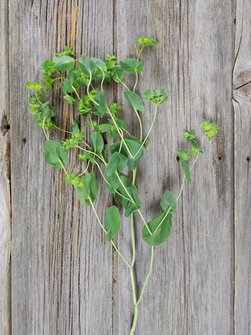  GREEN BUPLEURUM